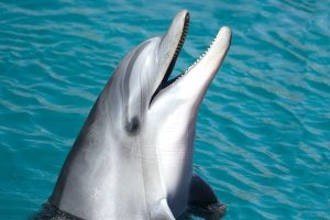 How can dolphins swim so fast?