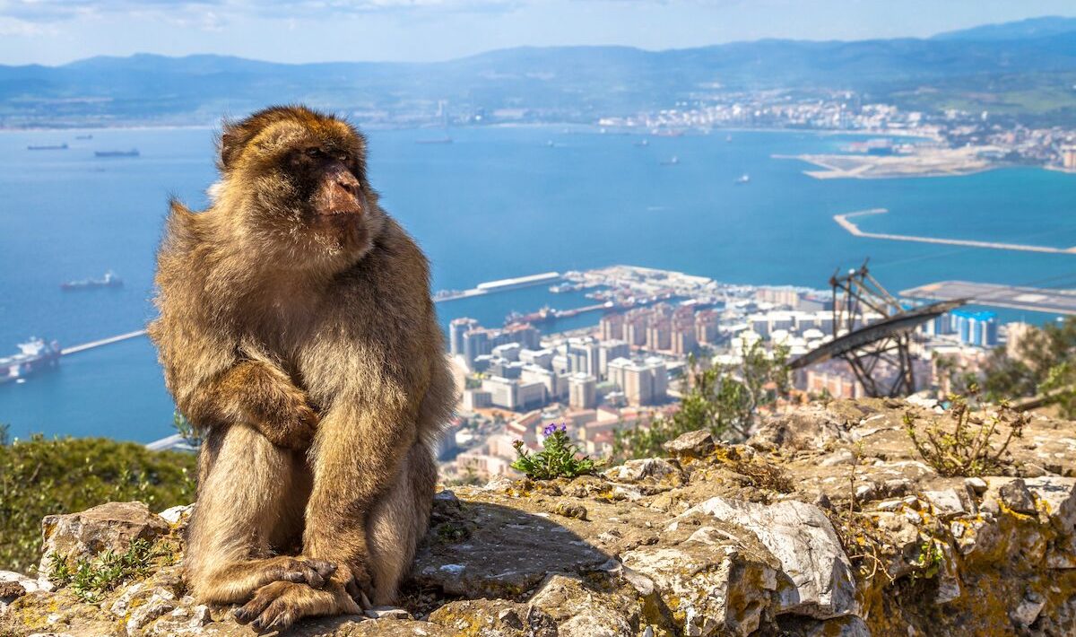 Monkeys Discover an Extraordinary Digestion Trick