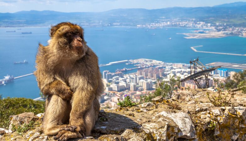 Monkeys Discover an Extraordinary Digestion Trick