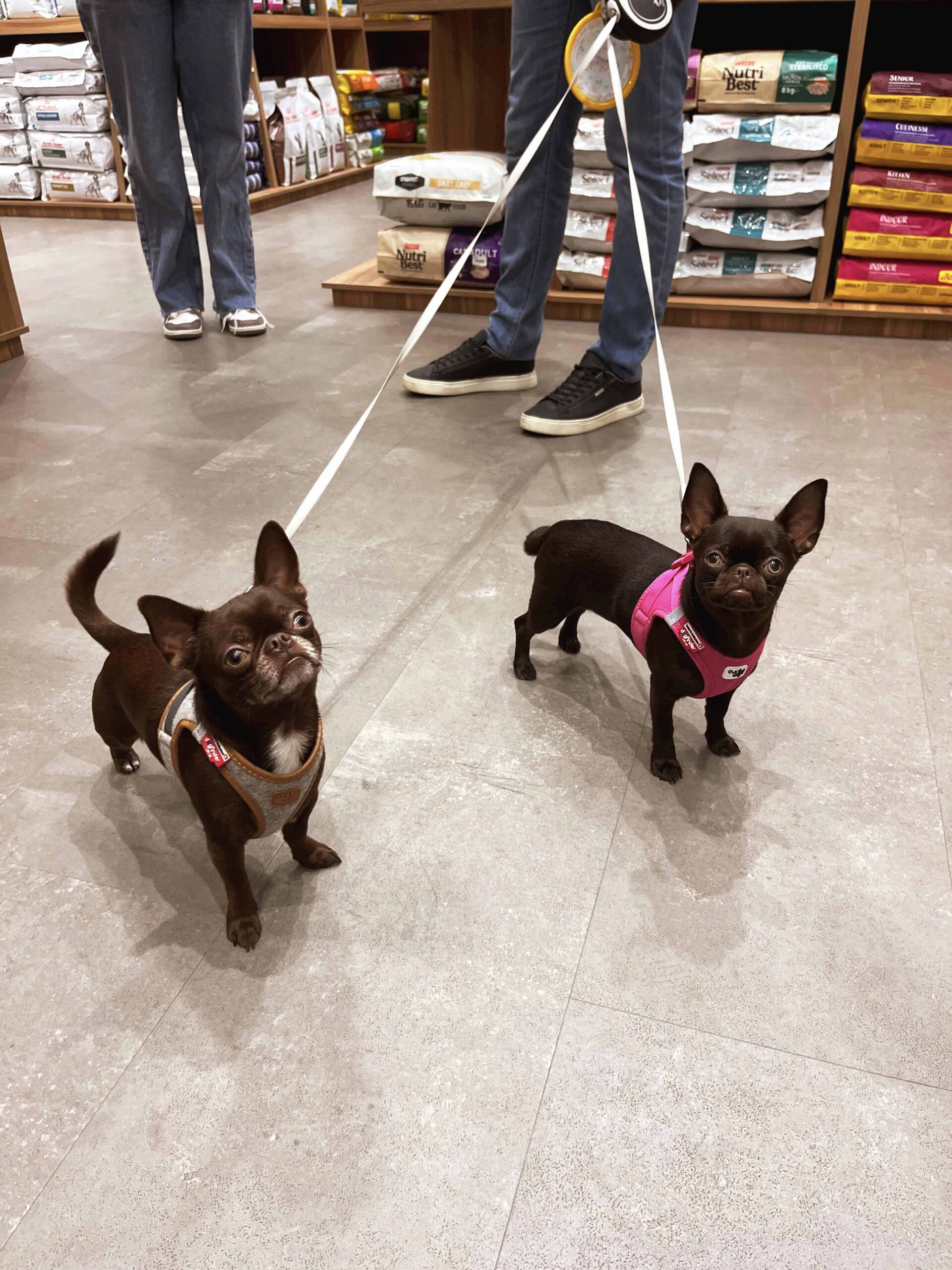 New Goldpet store reinforces offer for animals in the south