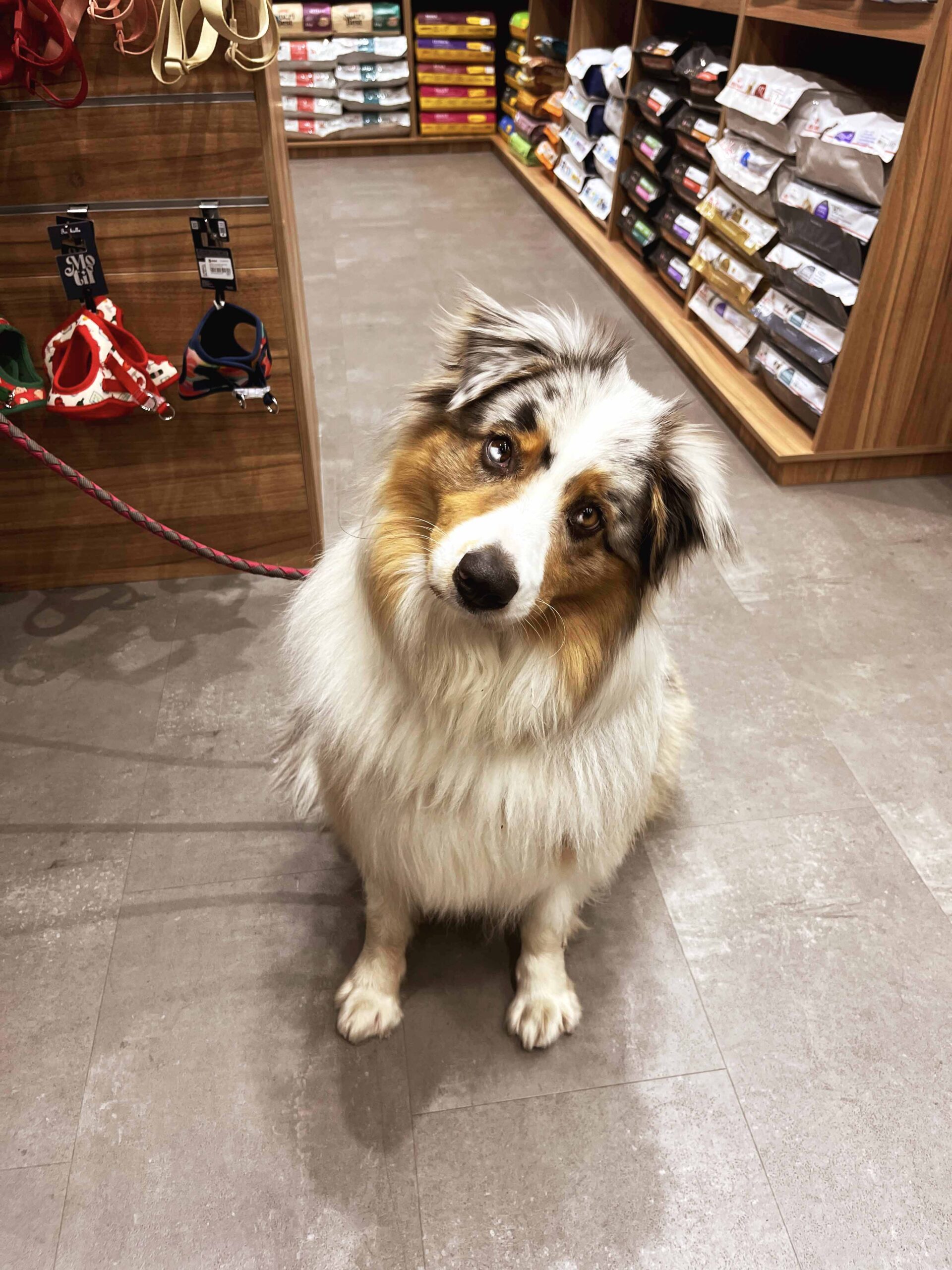 New Goldpet store reinforces offer for animals in the south