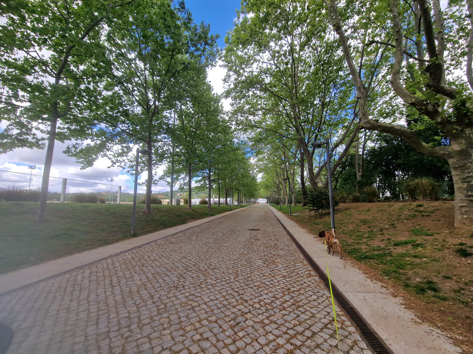 Cãominhada promotes exercise and socializing in Loulé
