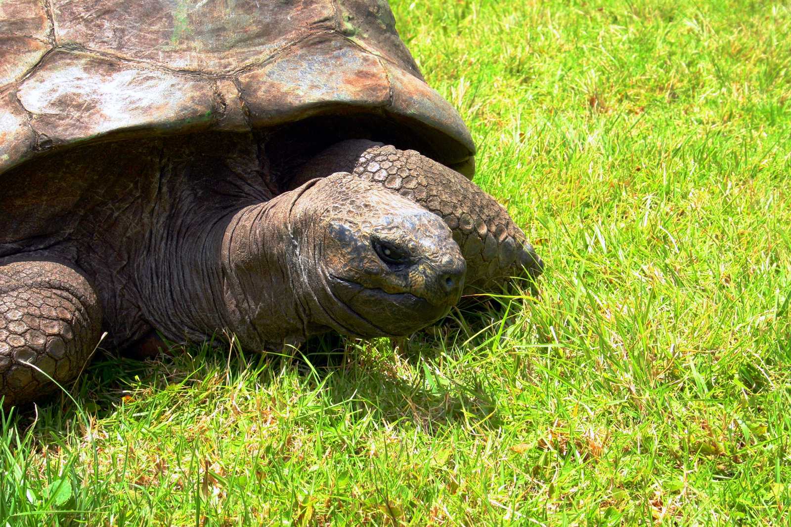 Jonathan, the oldest known land animal in the world, is alive and well after all