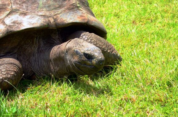 Jonathan, the oldest known land animal in the world, is alive and well after all