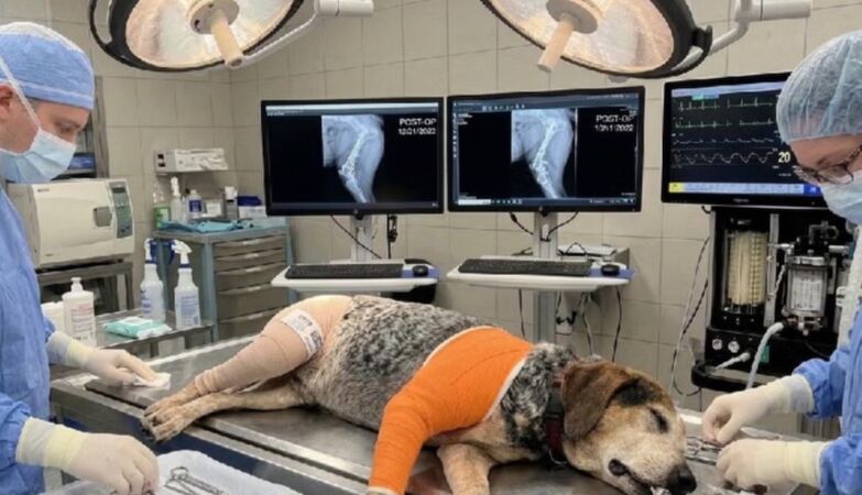 Scammers use AI to extort money from desperate families looking for their animals