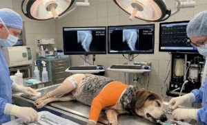 Scammers use AI to extort money from desperate families looking for their animals