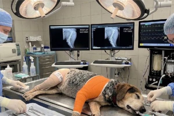 Scammers use AI to extort money from desperate families looking for their animals