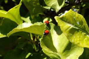 Loulé and Tavira host organic farming technical days
