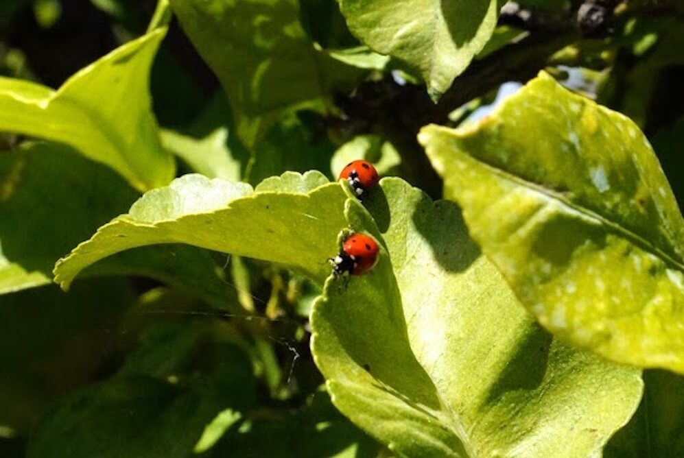Loulé and Tavira host organic farming technical days