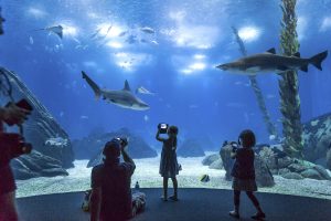 Mother's Day is marked with discounts at the Lisbon Oceanarium