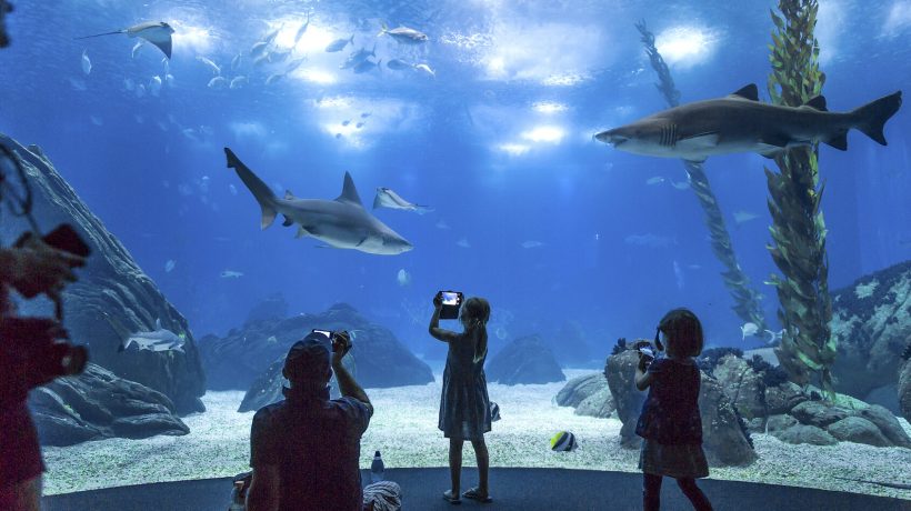 Mother's Day is marked with discounts at the Lisbon Oceanarium