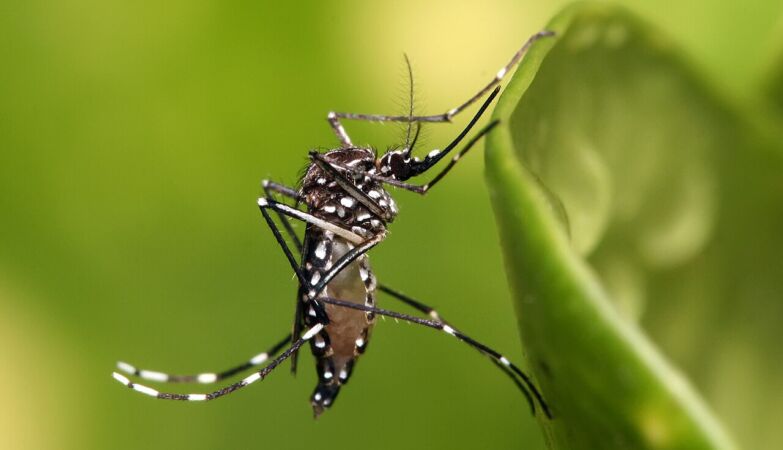 Yellow fever could return to Portugal