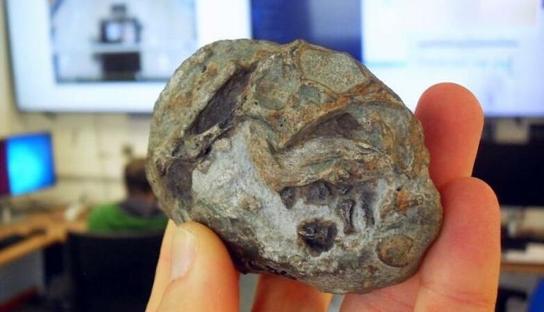 Proto-mammals laid eggs