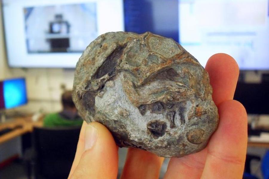 Proto-mammals laid eggs