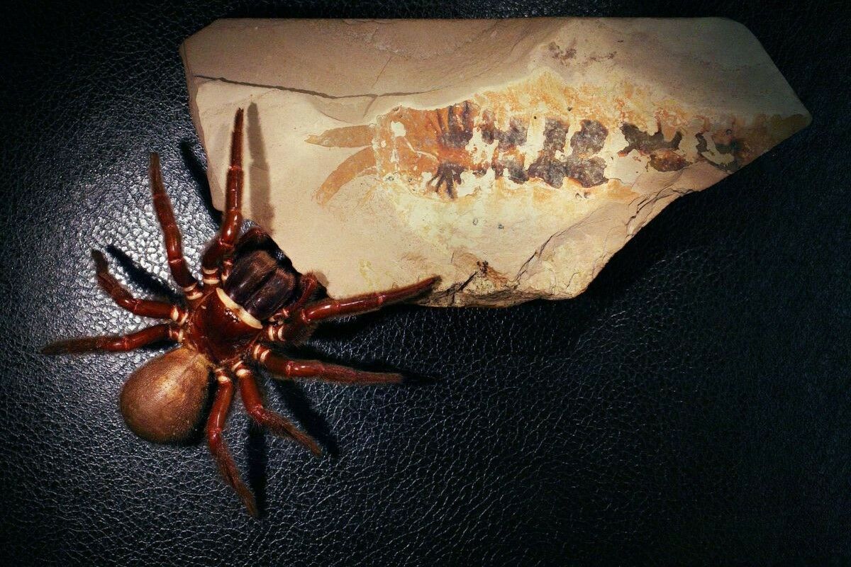 A tiny 500-million-year-old claw is challenging what we know about spiders