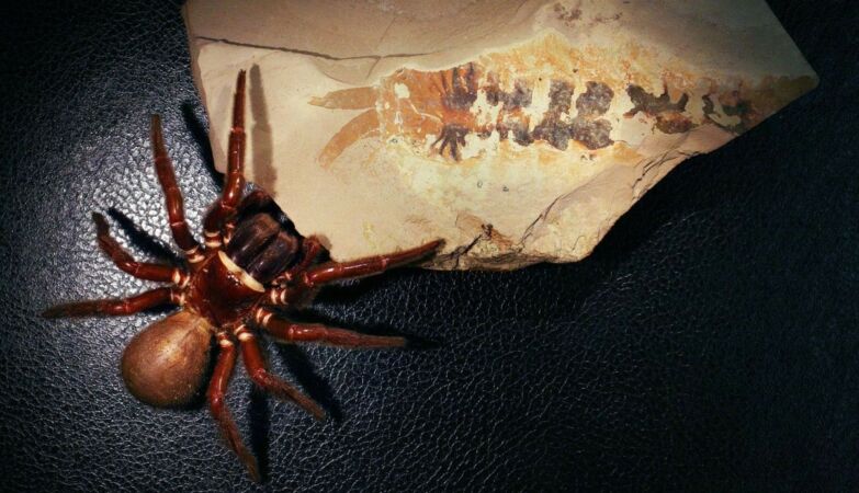 A tiny 500-million-year-old claw is challenging what we know about spiders