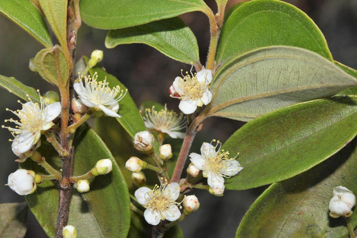 Scientists are in a race against time to save Australia's “zombie tree”