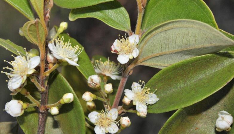 Scientists are in a race against time to save Australia's “zombie tree”