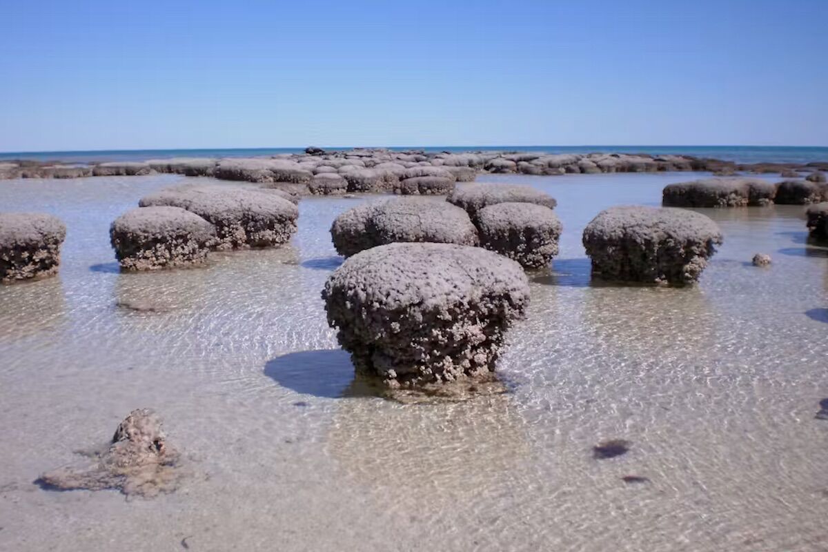 Strange microbes found in Shark Bay may reveal how our lives began