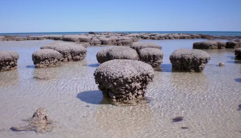 Strange microbes found in Shark Bay may reveal how our lives began
