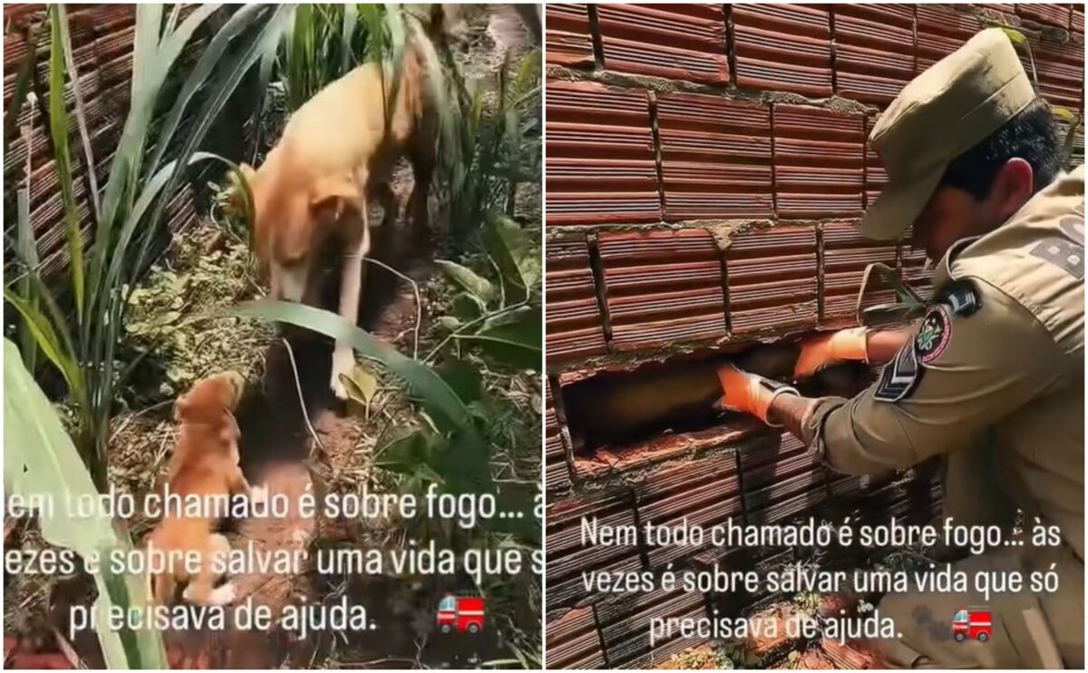 Exciting rescue: firefighters save dog trapped between walls