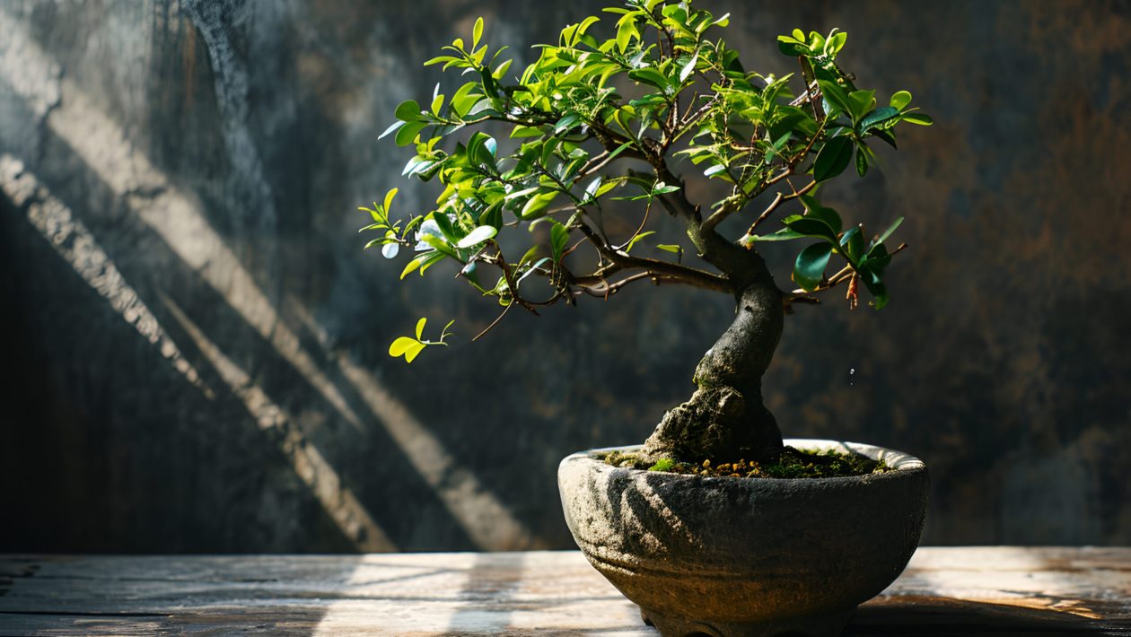 Do you have a bonsai at home? There are places where you should never place it