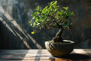 Do you have a bonsai at home? There are places where you should never place it