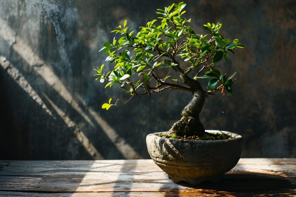 Do you have a bonsai at home? There are places where you should never place it