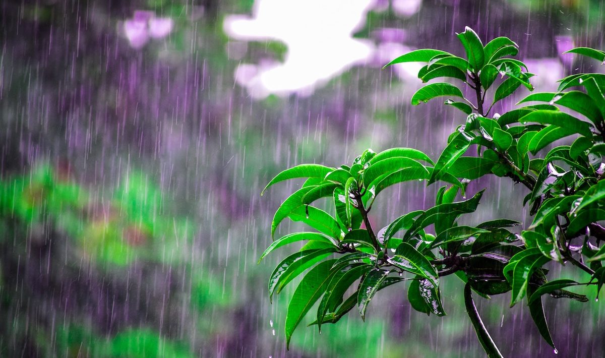 Microbes hidden in the soil that may be controlling rain