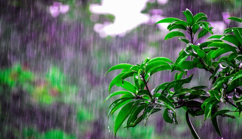 Microbes hidden in the soil that may be controlling rain