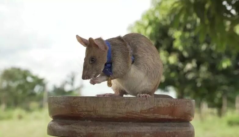 A great statue more than deserved for a hero mouse