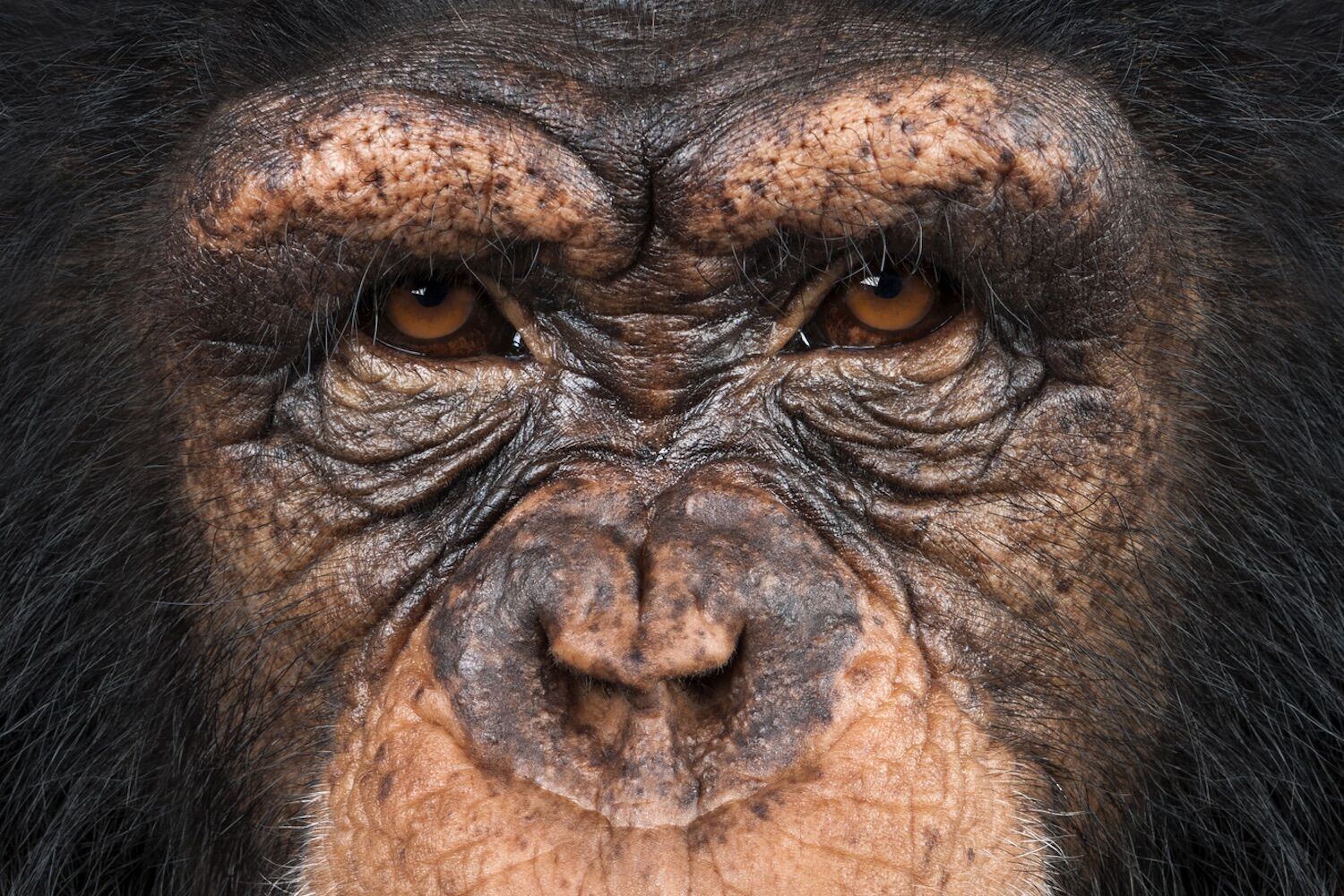 Scientists document a chimpanzee Civil War for the first time