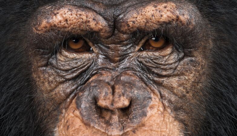 Scientists document a chimpanzee Civil War for the first time