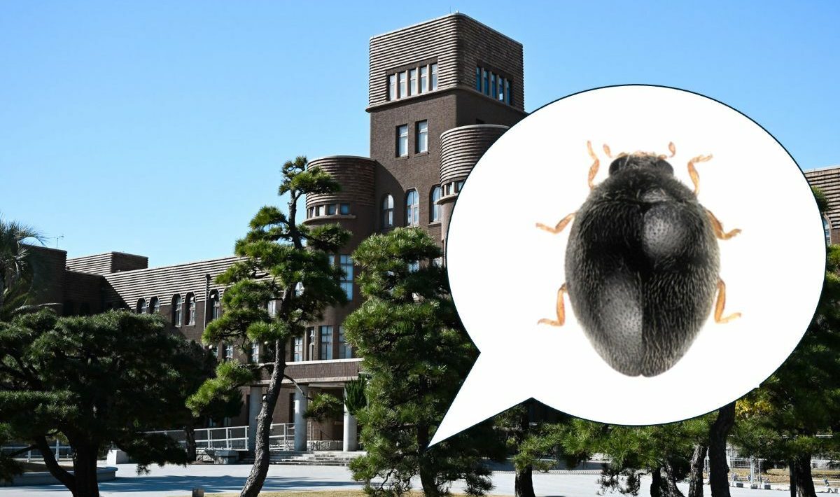 Scientists discover new species of beetle by accident. I was at the laboratory door