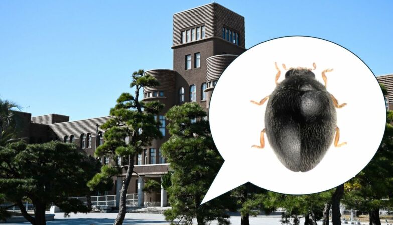 Scientists discover new species of beetle by accident. I was at the laboratory door