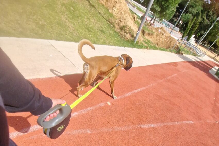 Cãominhada promotes exercise and socializing in Loulé