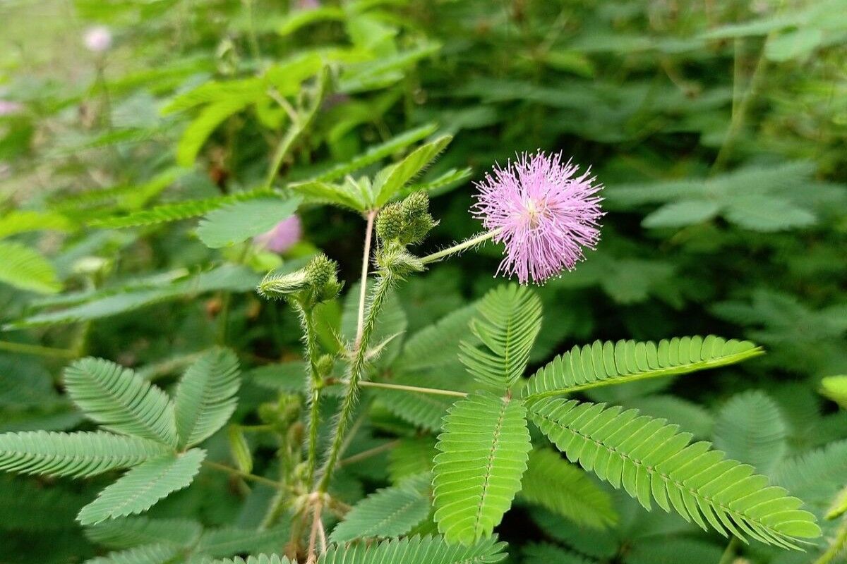 Scientists discover that plants can “count” and learn without a brain
