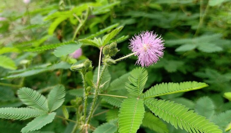 Scientists discover that plants can “count” and learn without a brain