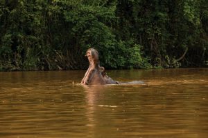 80 (for now): Colombia will slaughter Pablo Escobar's hippos