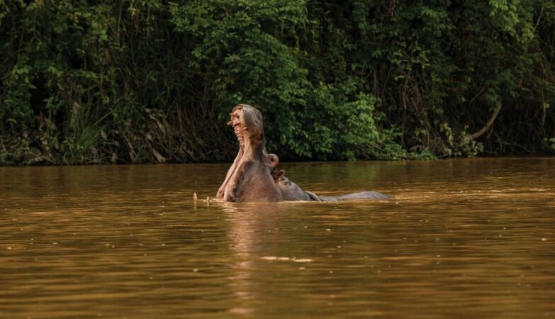 80 (for now): Colombia will slaughter Pablo Escobar's hippos