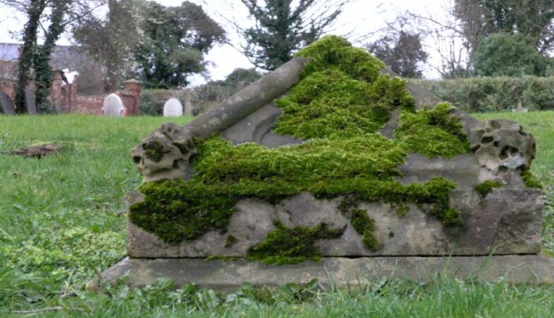 How a piece of moss helped catch a gang of grave robbers