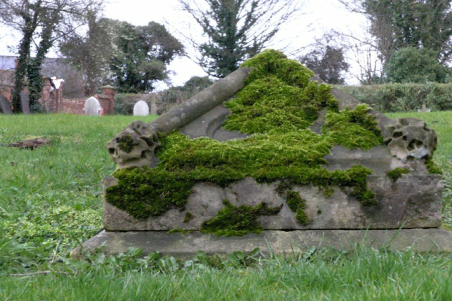 How a piece of moss helped catch a gang of grave robbers
