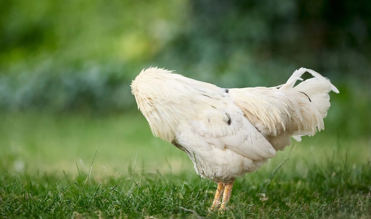 Can chickens really run without their heads?