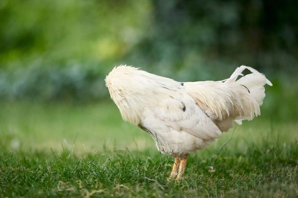 Can chickens really run without their heads?