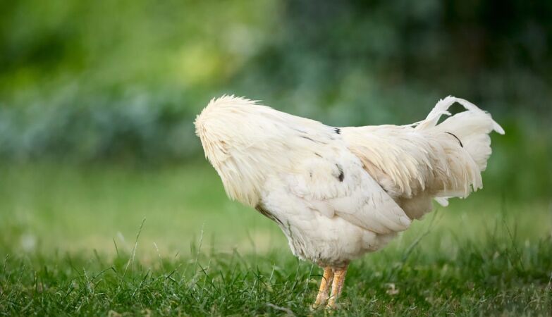 Can chickens really run without their heads?