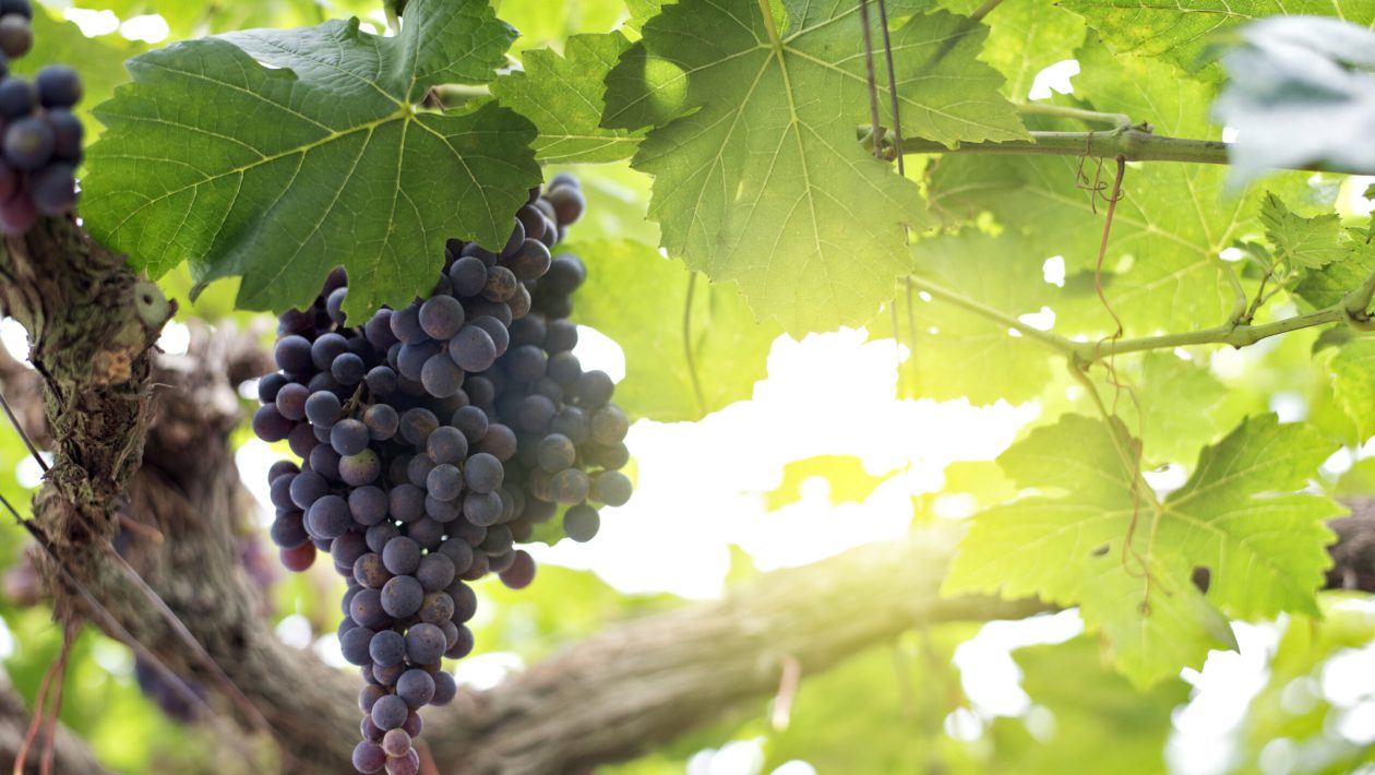 Portuguese island facing New York breaks record for production of this fruit that many eat on the beach: in 2025 there were 956 tons