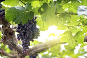 Portuguese island facing New York breaks record for production of this fruit that many eat on the beach: in 2025 there were 956 tons