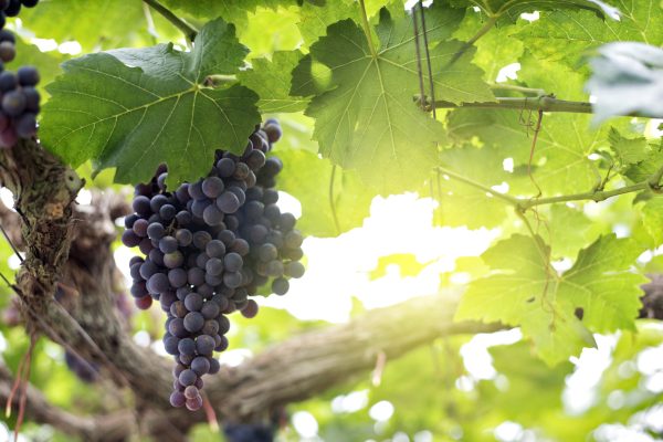 Portuguese island facing New York breaks record for production of this fruit that many eat on the beach: in 2025 there were 956 tons