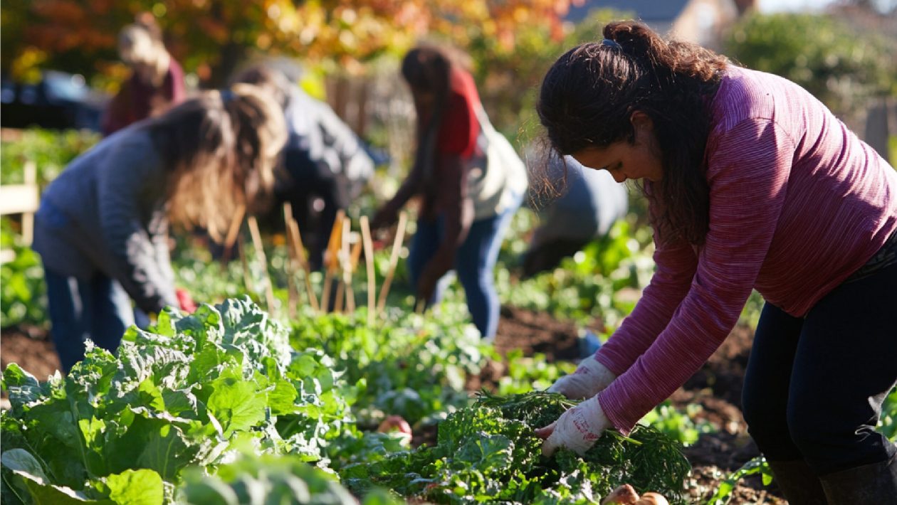 Campaign supports growth of Horta Solidária for Tavira and Portimão