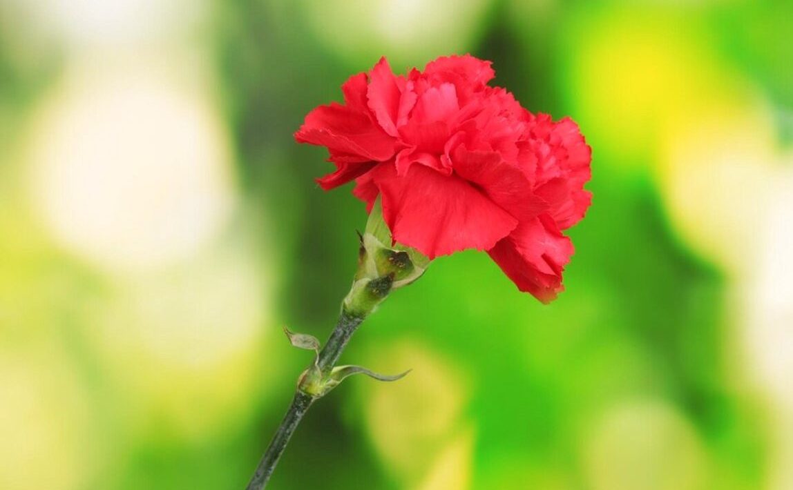 April 25th celebrated with music and flavors in Bordeira